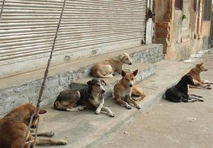 زنده گیری و جمع آوری بیش از ۴۰۰ قلاده سگ بدون صاحب در تبریز