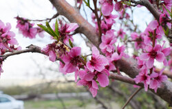 Trees come into blossom in Iran