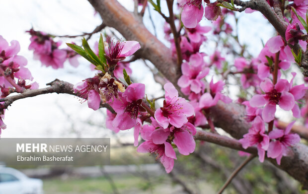 Trees come into blossom in Iran