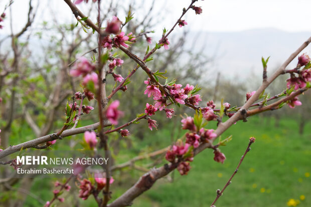 شکوفه بهاری شهرستان اشنویه