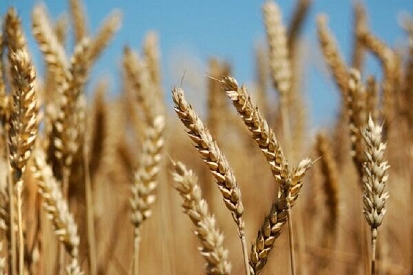 ۴۵درصد گندم استان سمنان در میامی تولید می‌شود