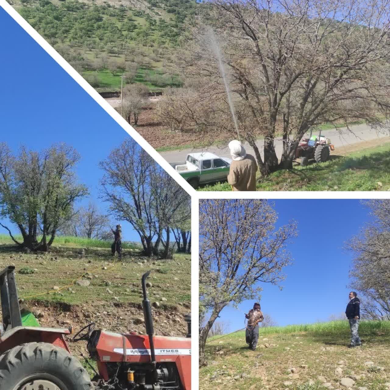 طغیان کرم «جوانه خوار» در قلب بلوطستان/ ۶۰۰۰ هکتار جنگل خسارت دید