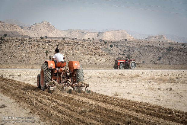 ۲۰۰۰ قطعه زمین کشاورزی در شهرستان گناوه ثبت سند شد