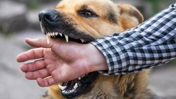 مصدومان سگ گرفتگی در مازندران ۱۳ درصد بیشتر شد
