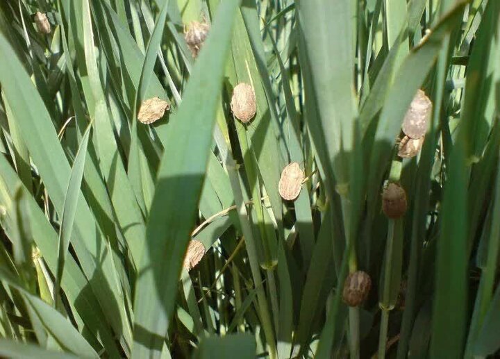 سالانه ۱۰۰۰ تُن آفت کش گیاهی در استان قزوین مصرف میشود