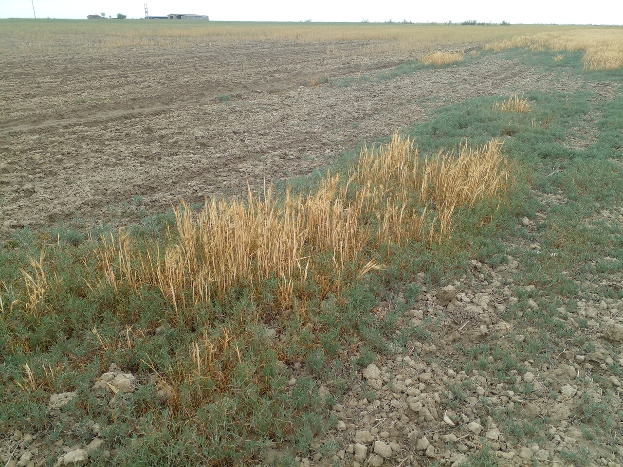 ۷۰ درصد مزارع گلستان متاثر از خشکسالی هستند