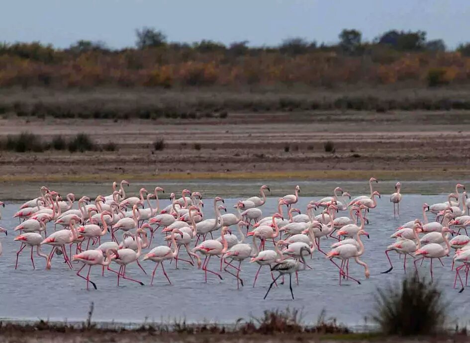 میانکاله همچنان در خطر؛ علت سکوت مسئولان وزارت کشاورزی چیست؟