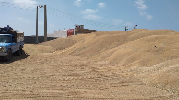 اطلاعات کشاورزان گناوه در سامانه پهنهبندی بروزرسانی شود