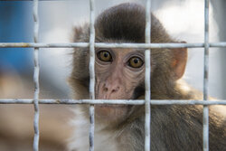یک قلاده میمون در نجف‌آباد کشف و به باغ وحش صفه منتقل شد