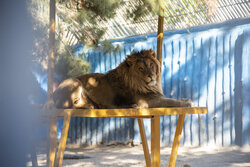 ۸۵۰۰ گردشگر از پارک حیات وحش صفه اصفهان بازدید کردند