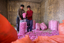خام فروشی «گل محمدی میمند» در سایه بی توجهی مدیران فارس