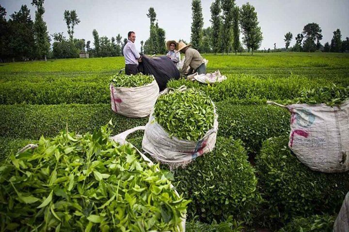 خرید ۳۰ هزار تن برگ سبز چای از چایکاران 