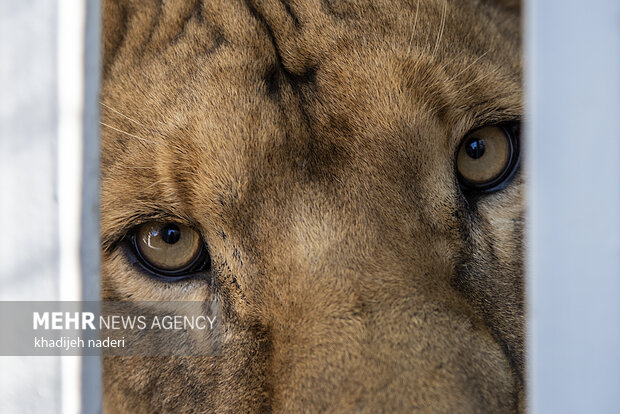 پشت میله های قفس