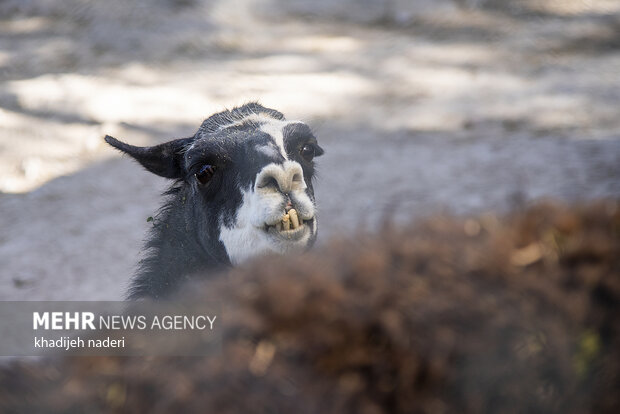 پشت میله های قفس