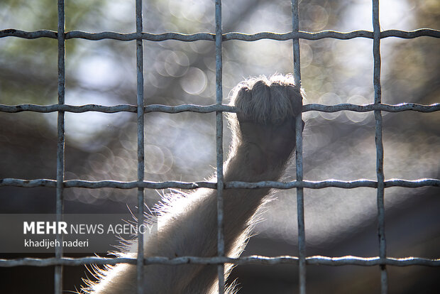 پشت میله های قفس