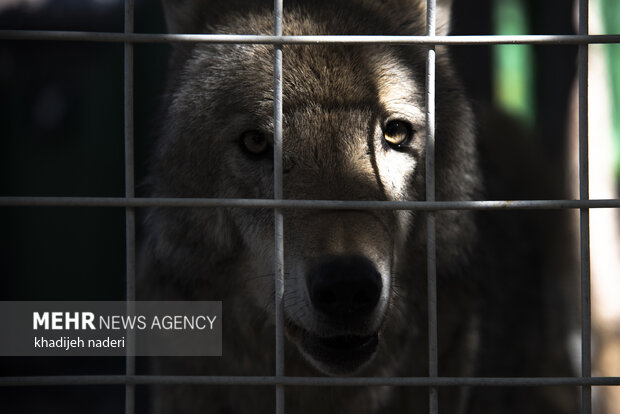 پشت میله های قفس