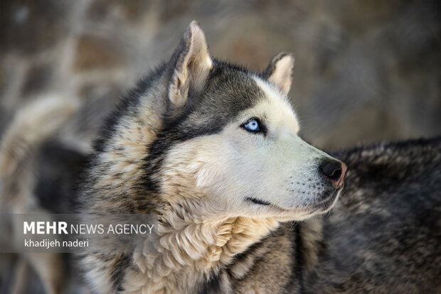 پشت میله های قفس