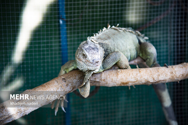 پشت میله های قفس