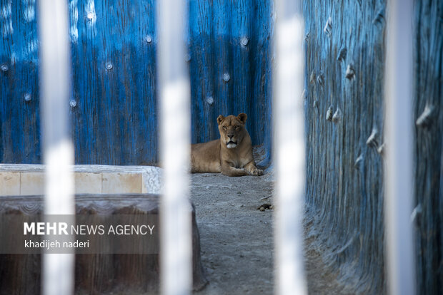 پشت میله های قفس