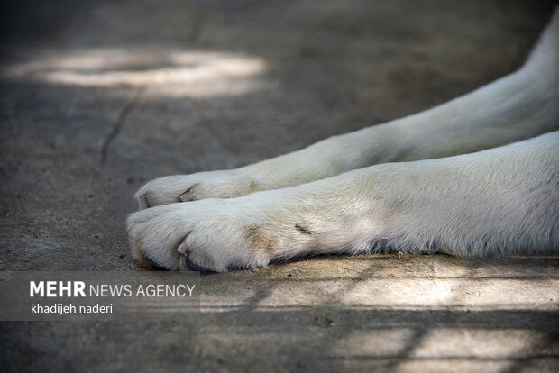 پشت میله های قفس