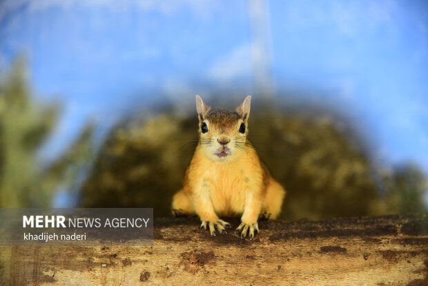 پشت میله های قفس