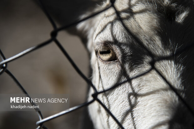 پشت میله های قفس