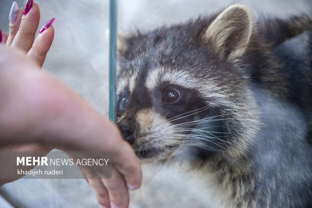 پشت میله های قفس