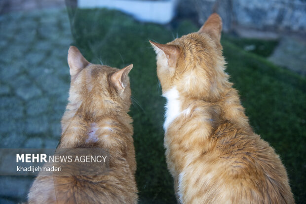 پشت میله های قفس