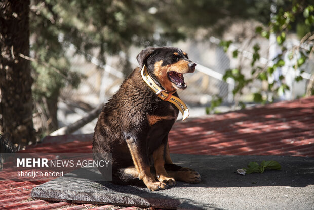 پشت میله های قفس