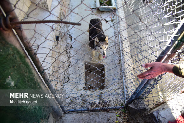 پشت میله های قفس