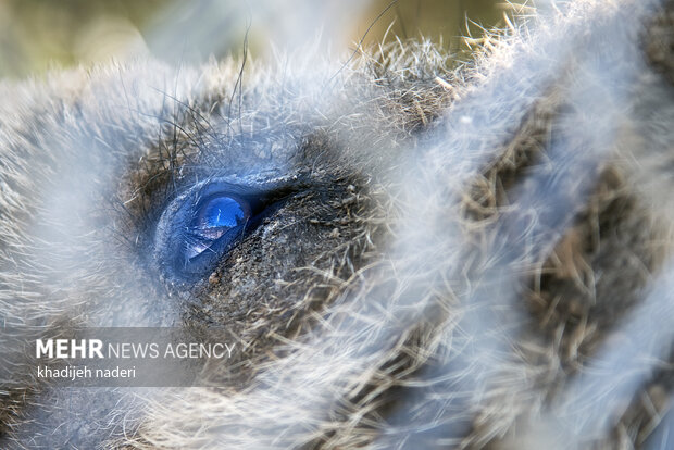 پشت میله های قفس