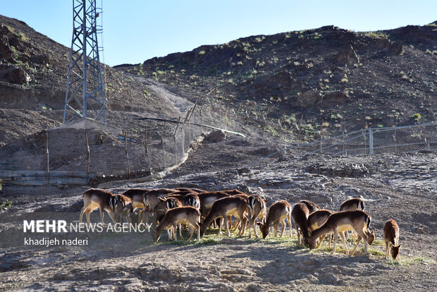 پشت میله های قفس