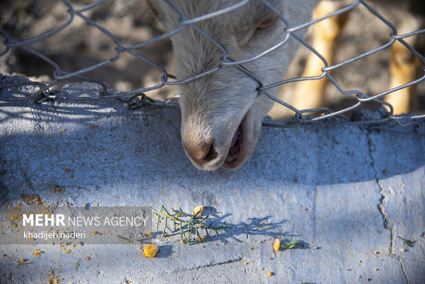 پشت میله های قفس