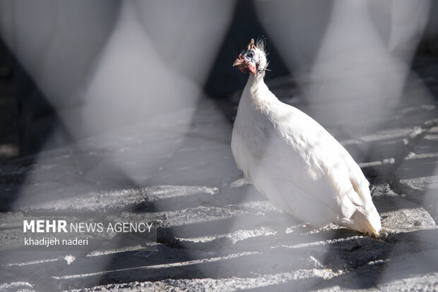 پشت میله های قفس