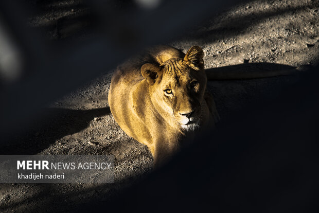 پشت میله های قفس