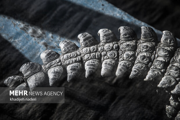 پشت میله های قفس