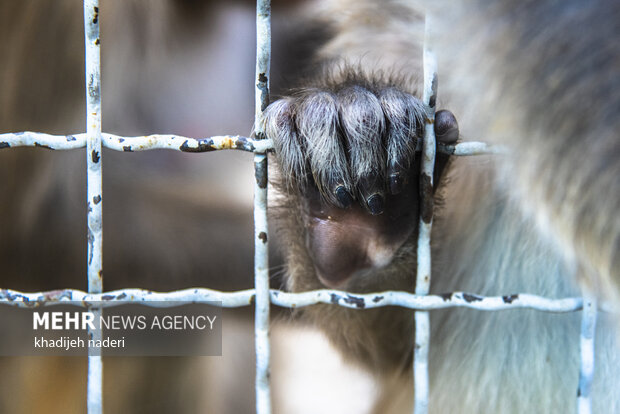 پشت میله های قفس