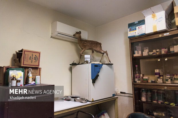 پشت میله های قفس