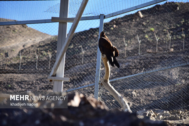 پشت میله های قفس