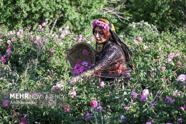  موسم قطف الزهور و تقطیر ماء الورد في محافظة فارس