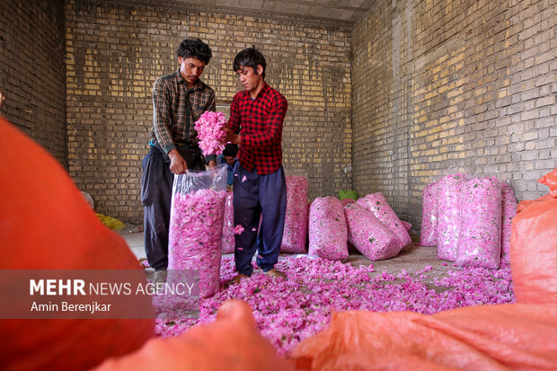  موسم قطف الزهور و تقطیر ماء الورد في محافظة فارس