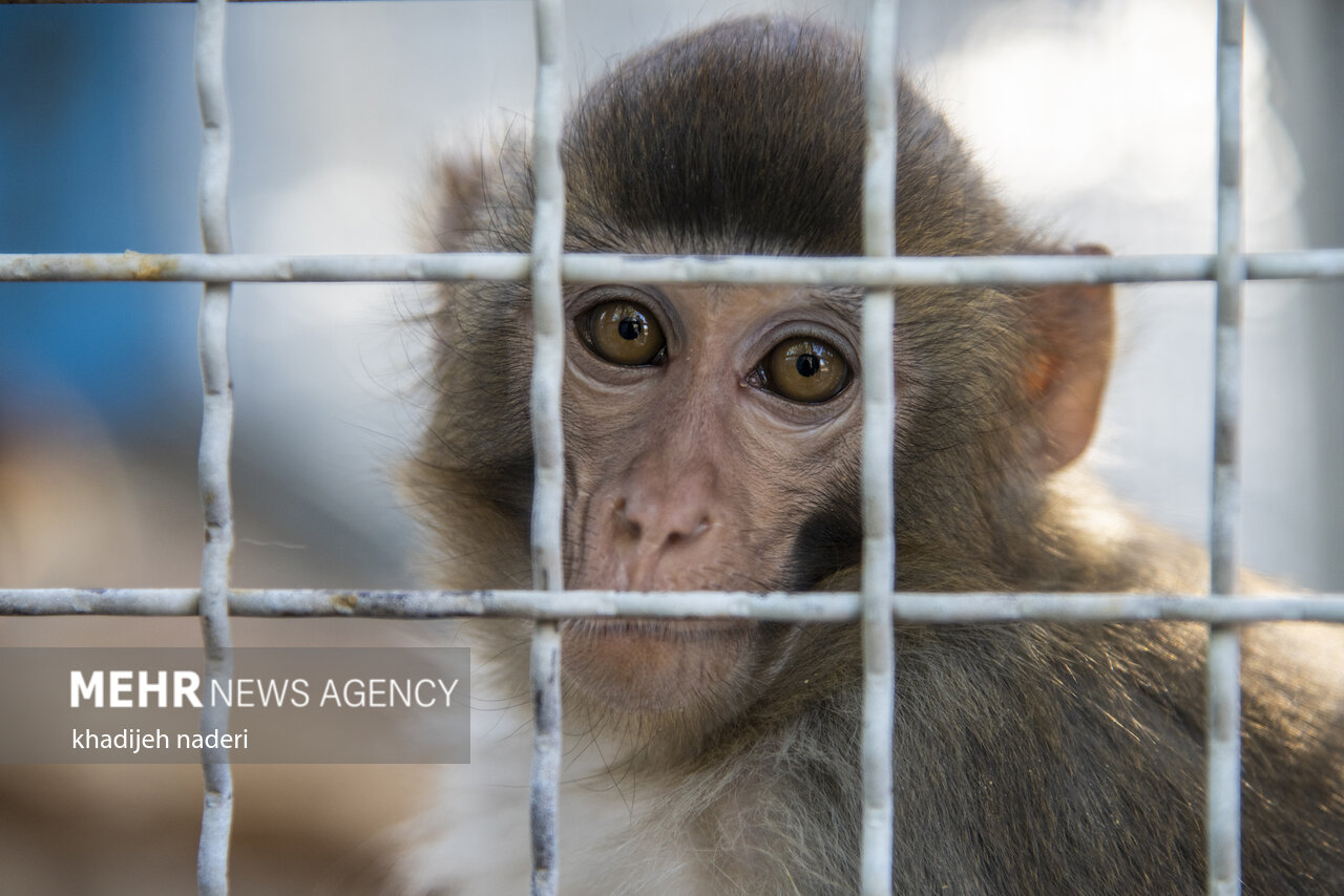 یک قلاده میمون در نجف‌آباد کشف و به باغ وحش صفه منتقل شد