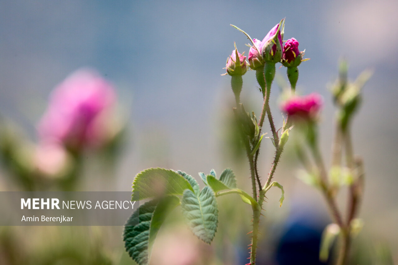 خام فروشی «گل محمدی میمند» در سایه بی توجهی مدیران فارس