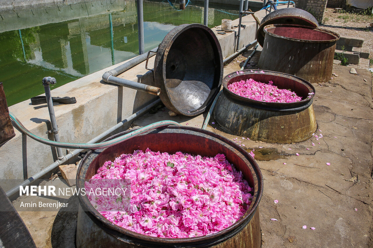 خام فروشی «گل محمدی میمند» در سایه بی توجهی مدیران فارس