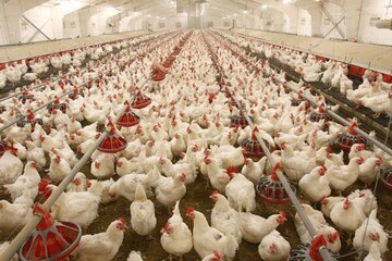 افتتاح یک واحد پرورش مرغ مادر گوشتی در خراسان شمالی