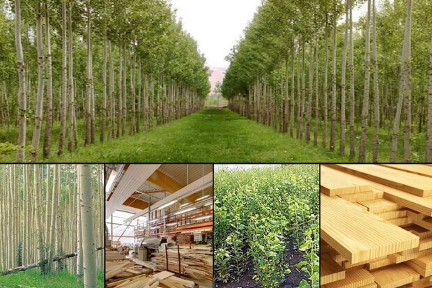 اجرای ۱۷۶ هکتار طرح زراعت چوب در جنوب کرمان
