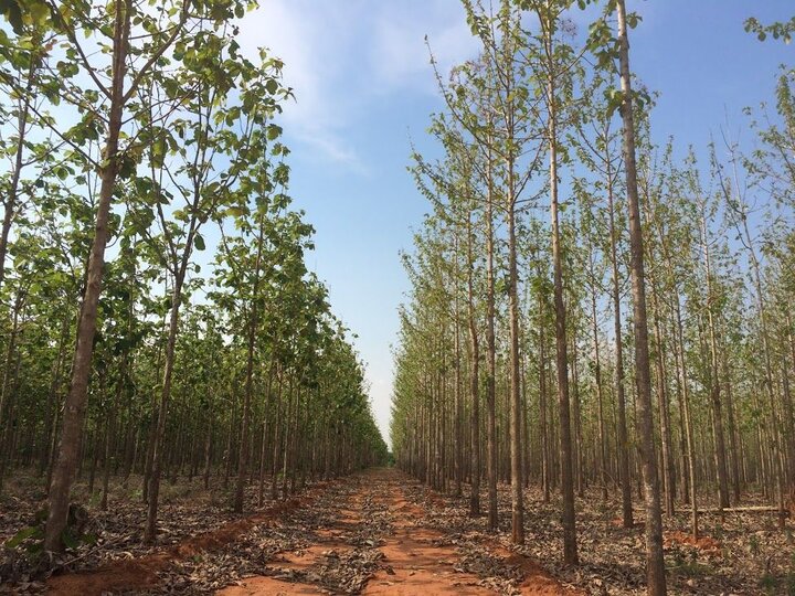 شناسایی ۳۰۰ هزار هکتار زمین برای اجرای طرح زراعت چوب در خوزستان