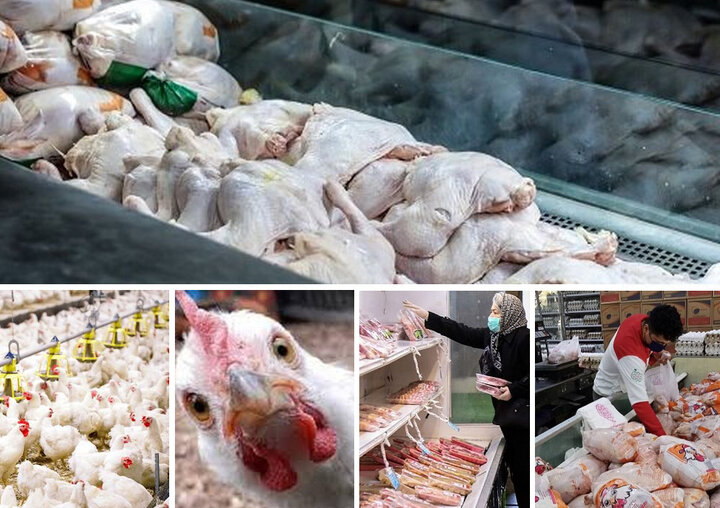 سود ۲۱هزار تومانی دلال مجازی روی هر کیلو مرغ در گلپایگان