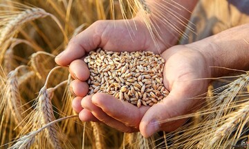 ۷۰ تن گندم احتکار شده در استان سمنان کشف شد