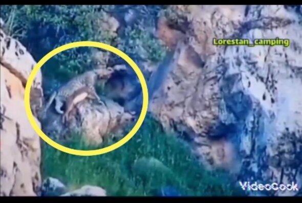 ثبت تصاویری نادر از لحظه شکار یک بز کوهی توسط پلنگ ایرانی
